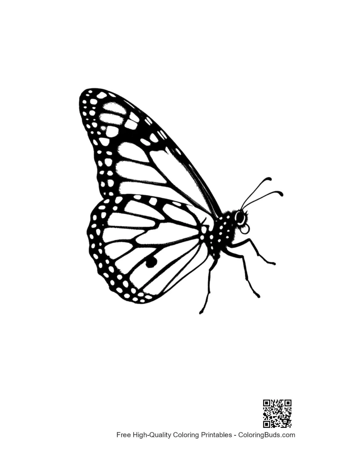 Detailed monarch butterfly line art outline
