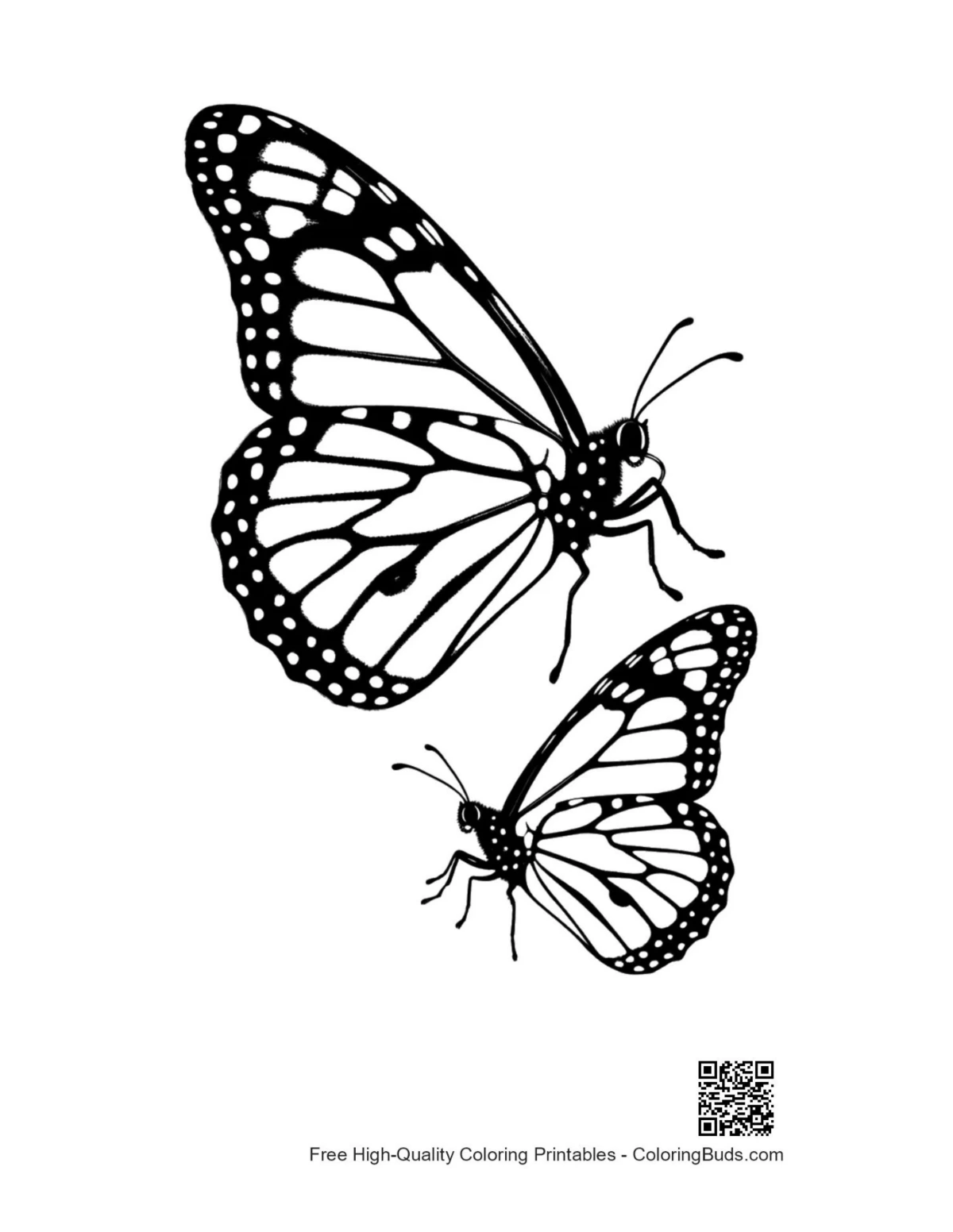 Line art of two monarch butterflies