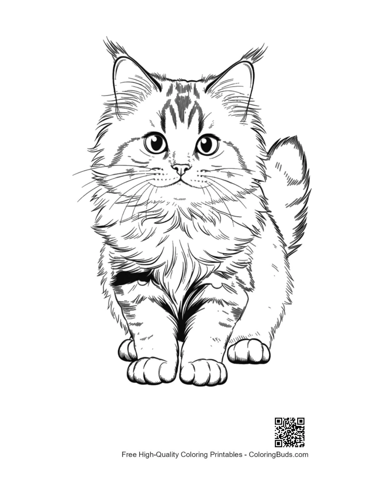 Cute Maine Coon kitten sketch drawing