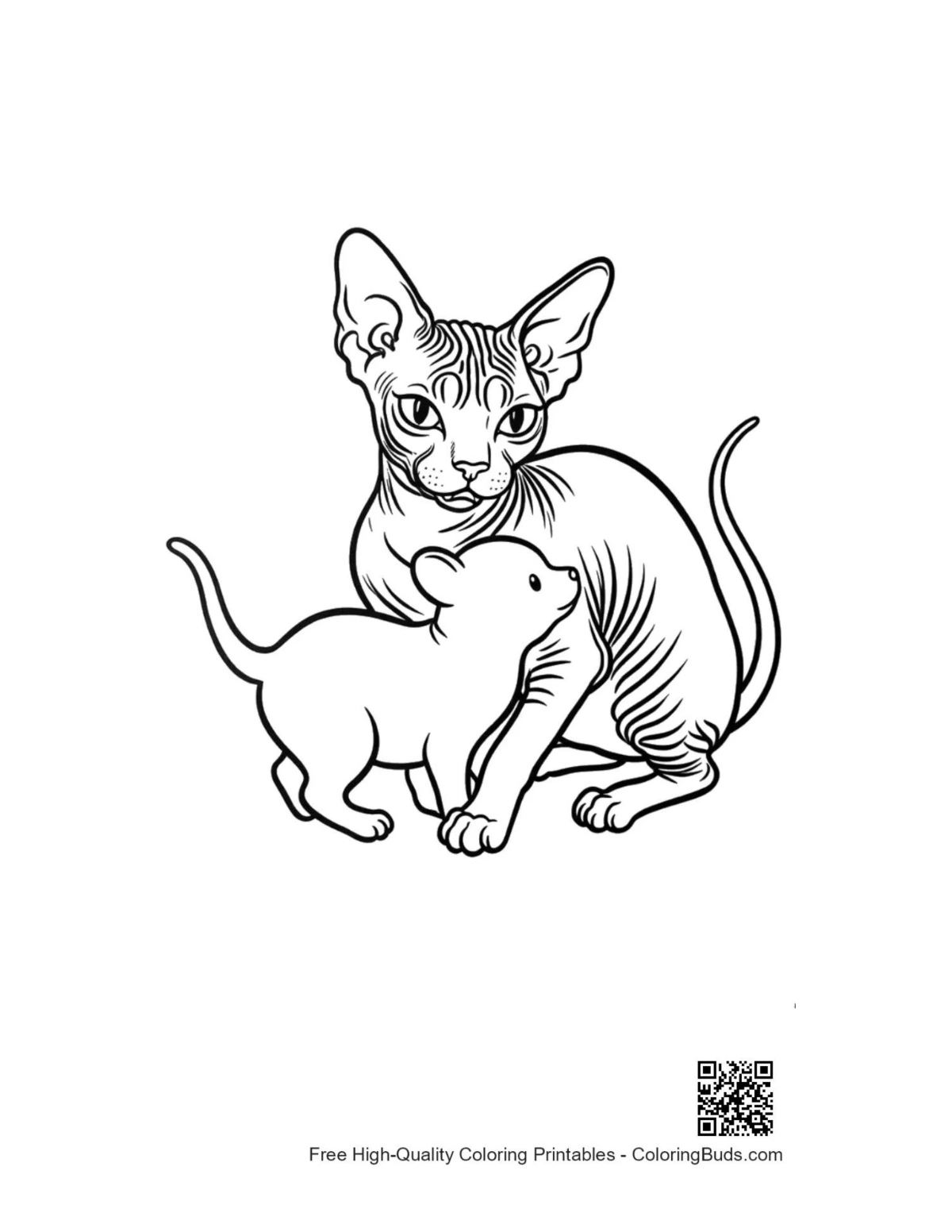 Sphynx cat kitten line art outline