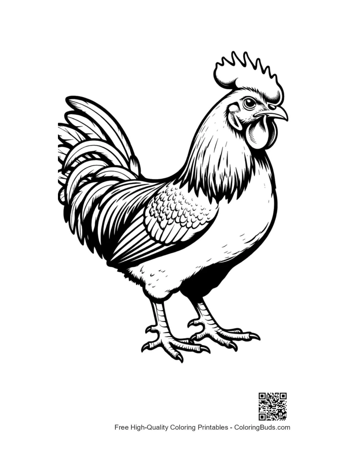 ภาพระบายสีไก่ตัวผู้สง่างามยืนอย่างภาคภูมิใจ