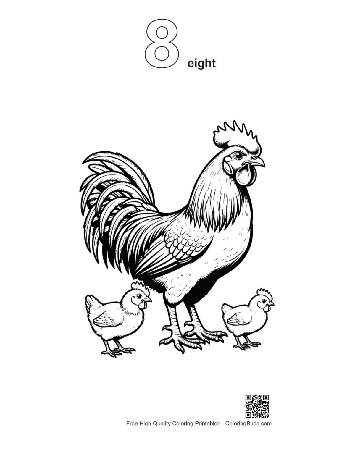ภาพร่างลูกไก่ตัวผู้หมายเลข 8 สำหรับพิมพ์