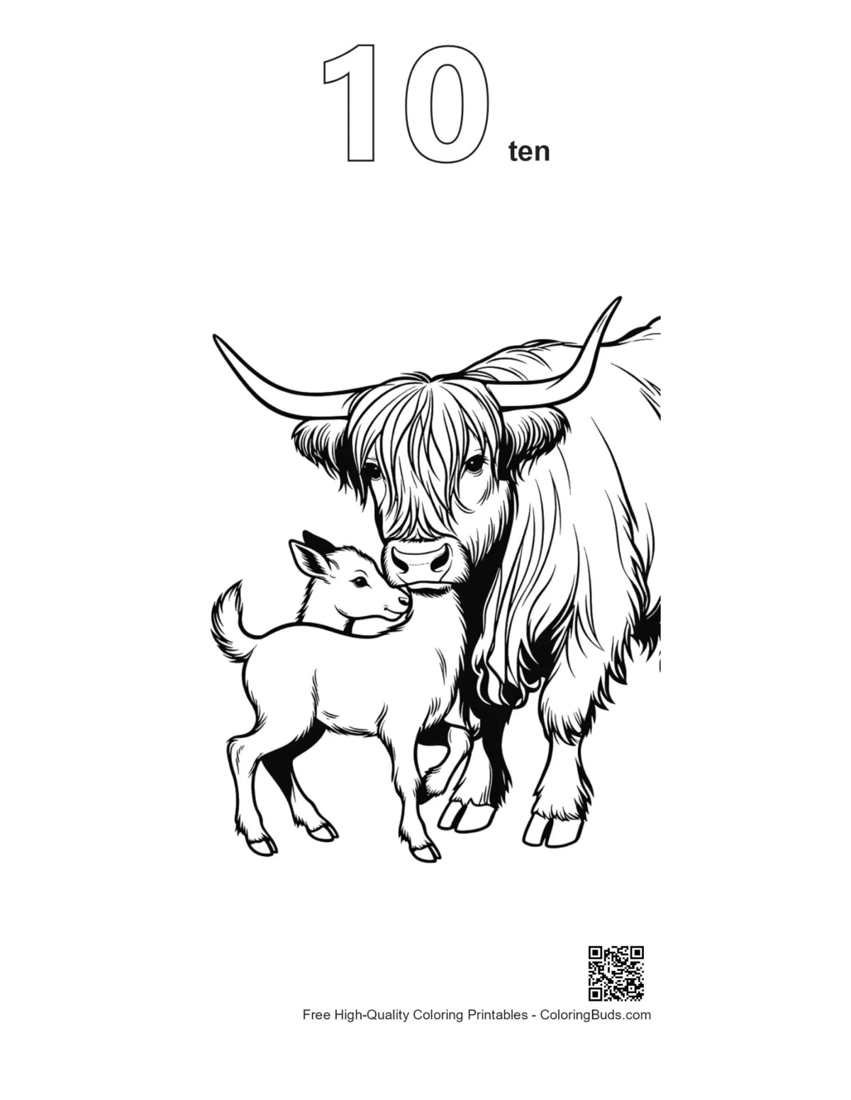 Highland cow calf outline coloring page #10