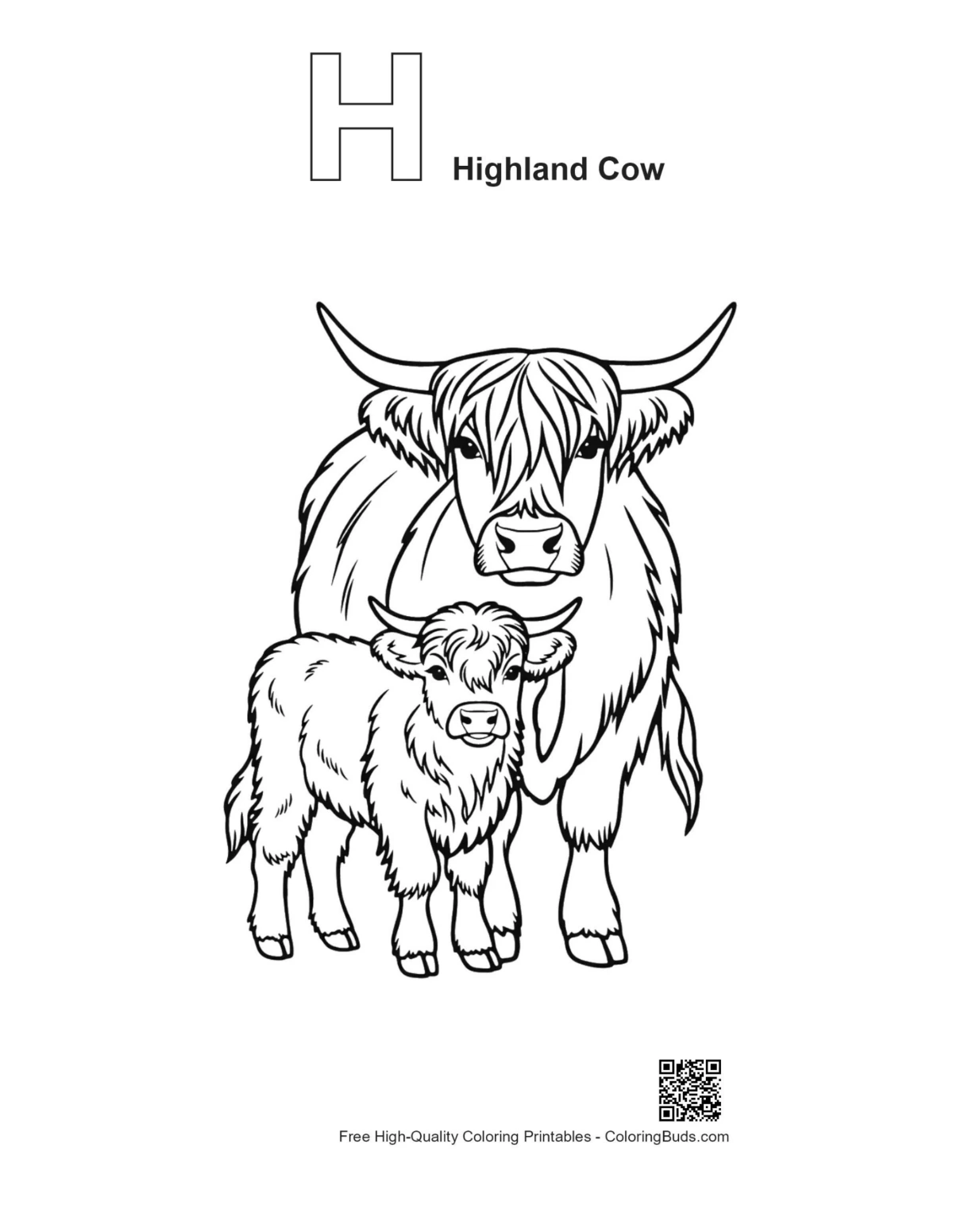 Highland cow calf line art with H alphabet outline