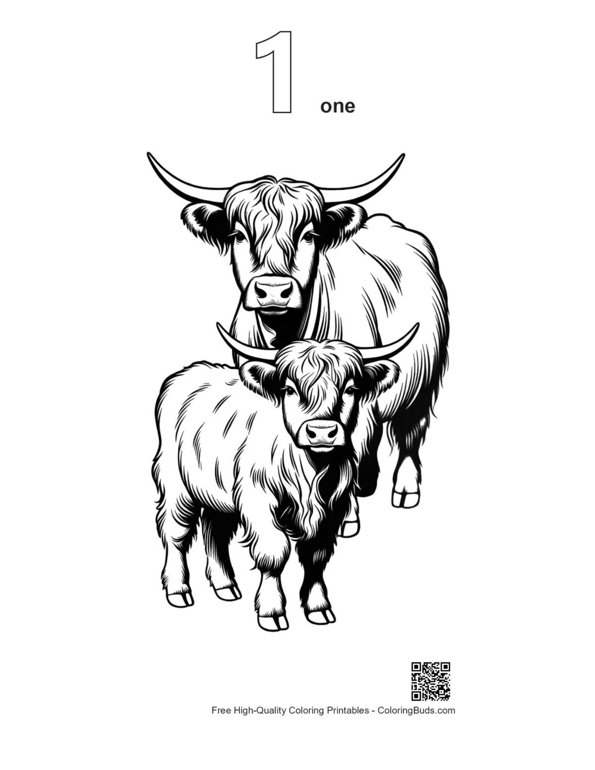 Numbered Highland Cow calf coloring page