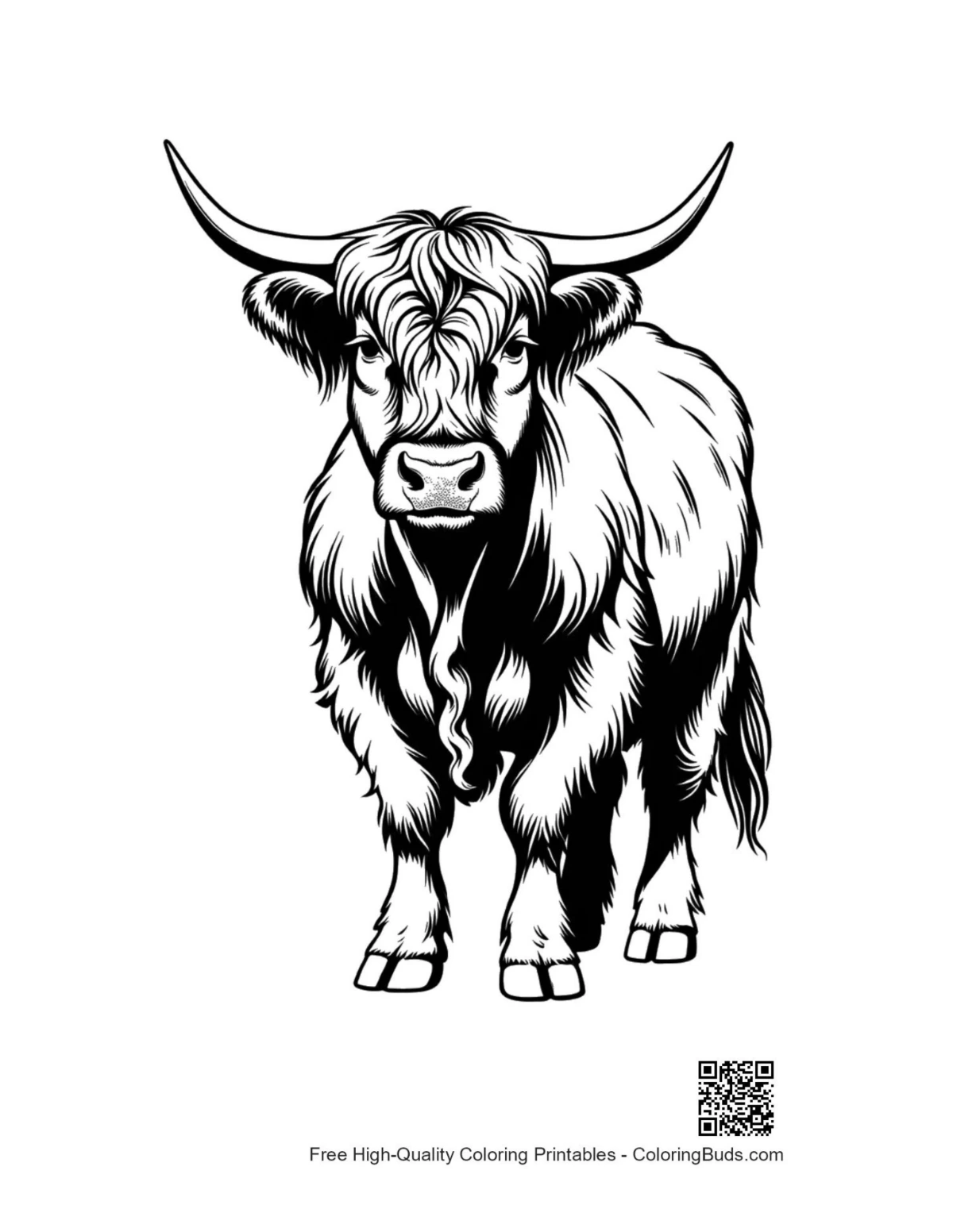 Cute Highland Cow Portrait coloring page