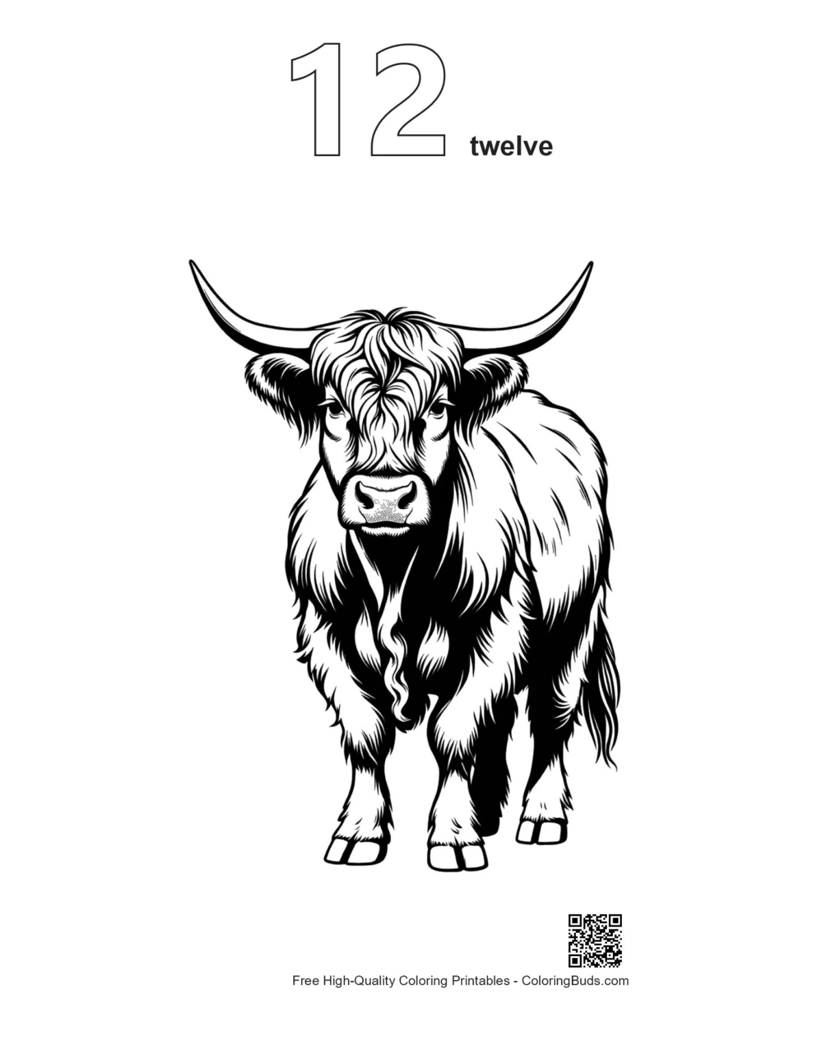 Highland Cow Portrait outline numbered 12