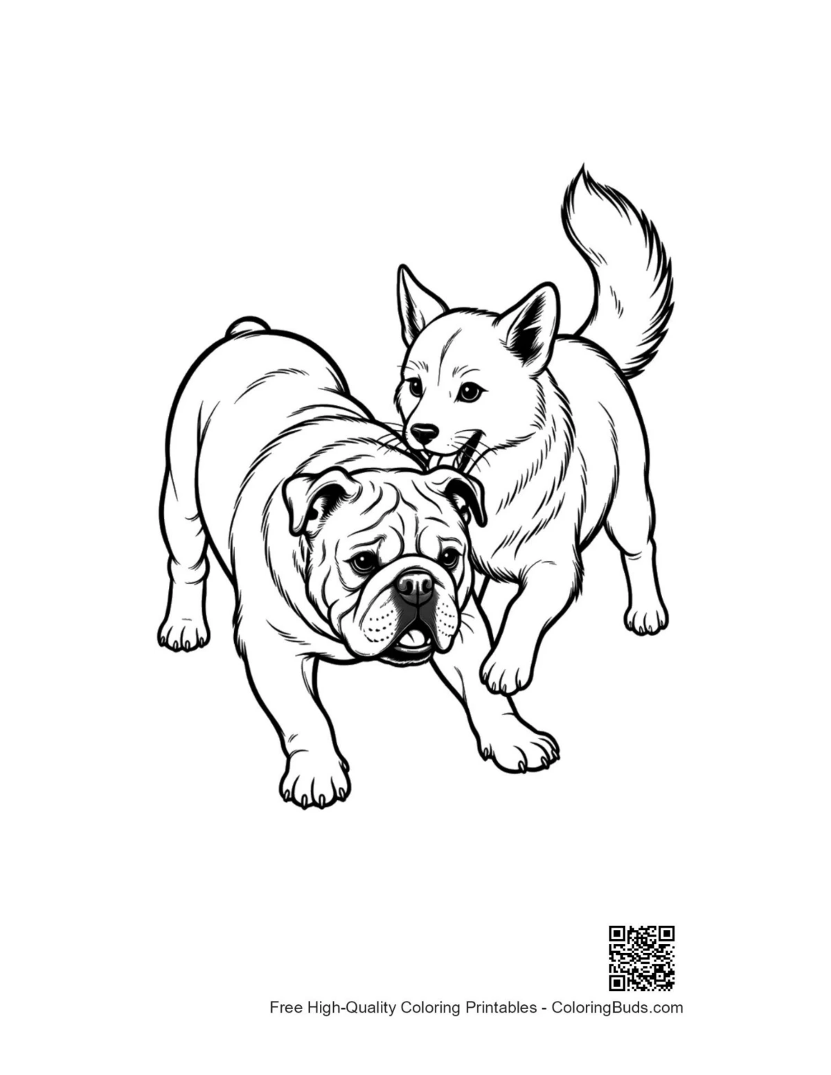 Bulldog wrestling Husky puppy playfully