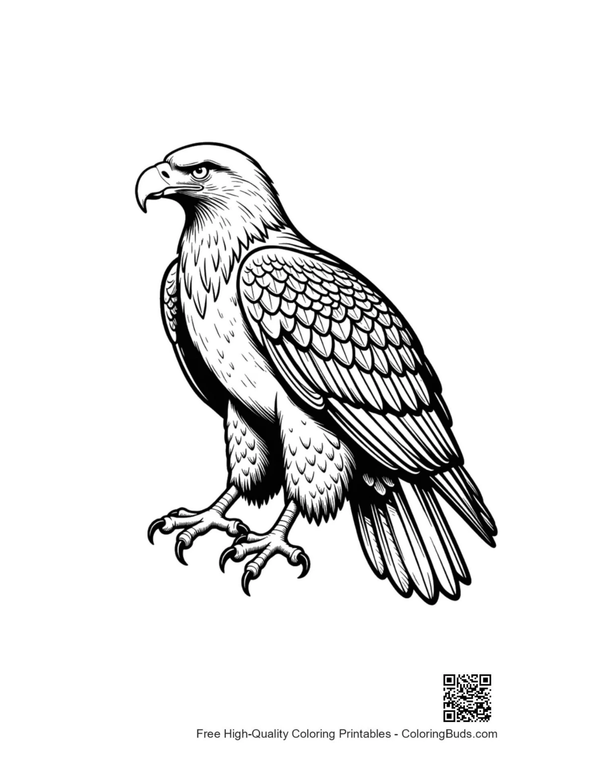 Fierce golden eagle profile outline