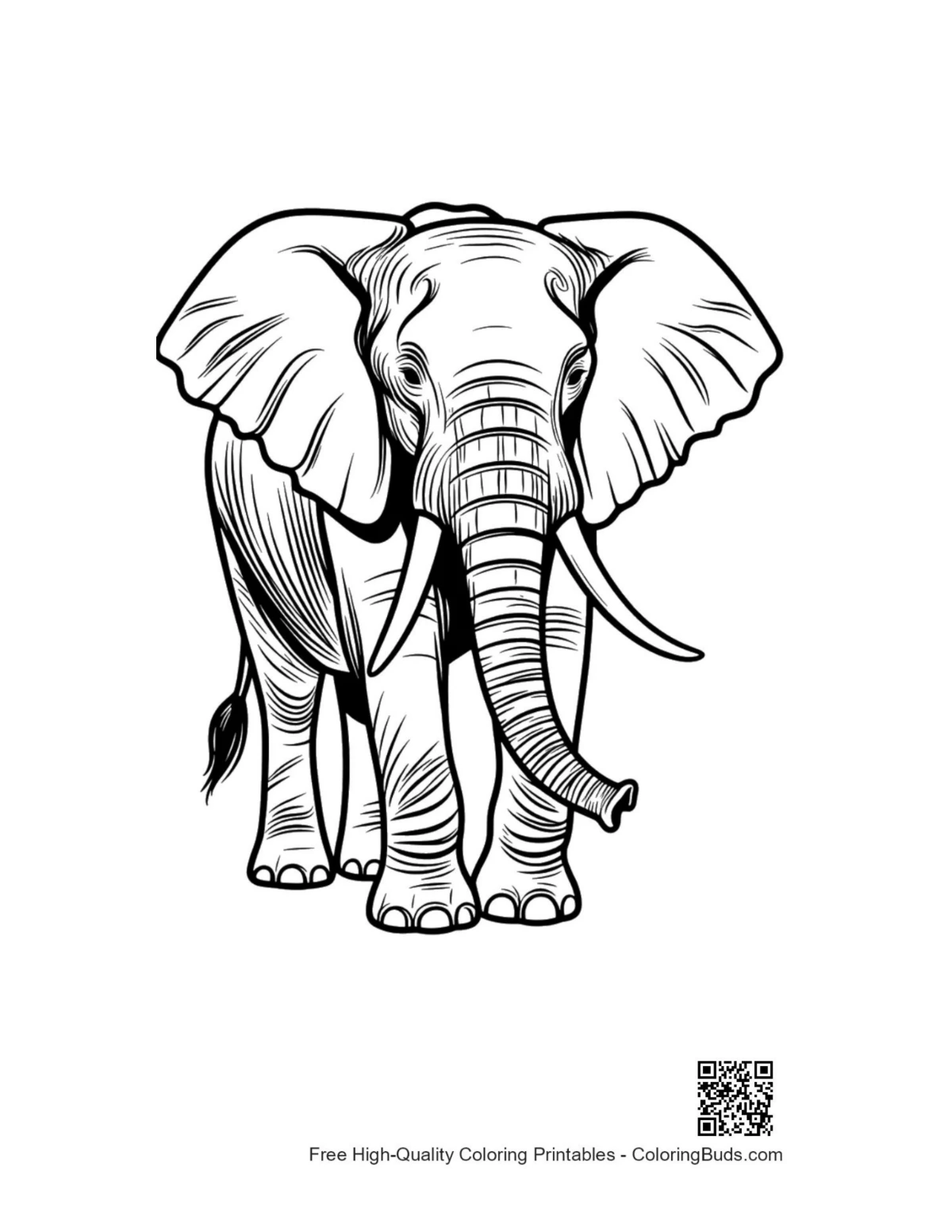African elephant line art portrait