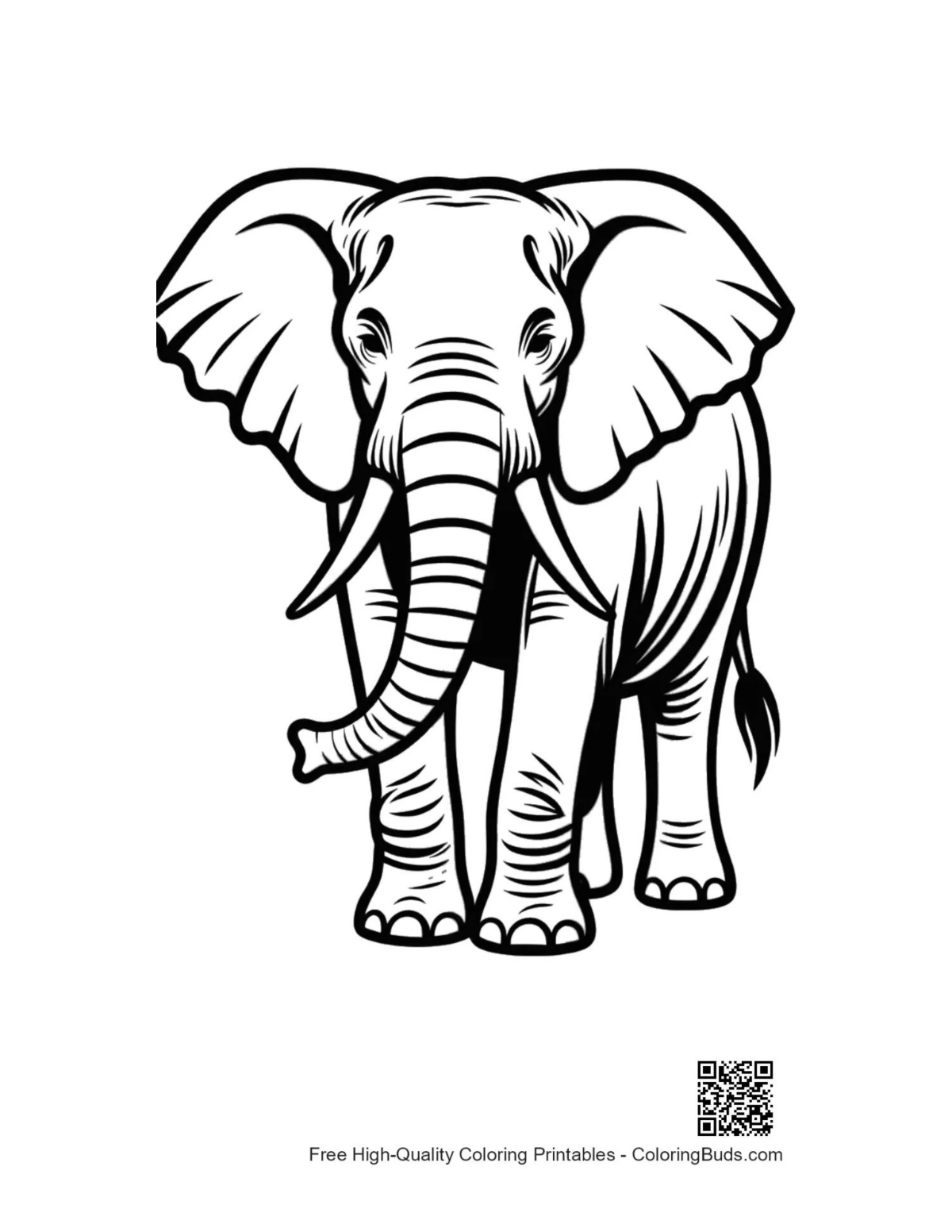 African elephant outline portrait for coloring