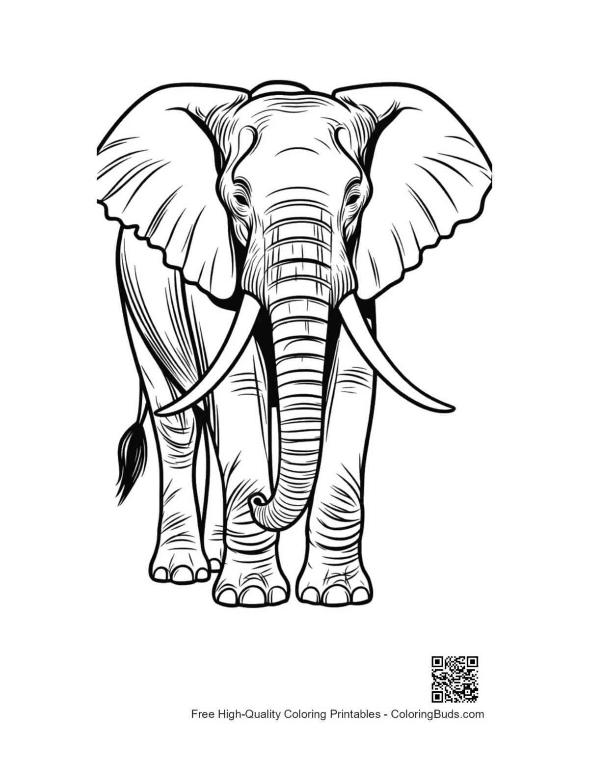 Frontal view majestic African elephant printable