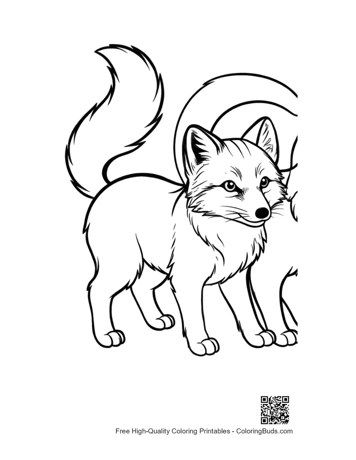 Cute Arctic Fox Line Art Outline