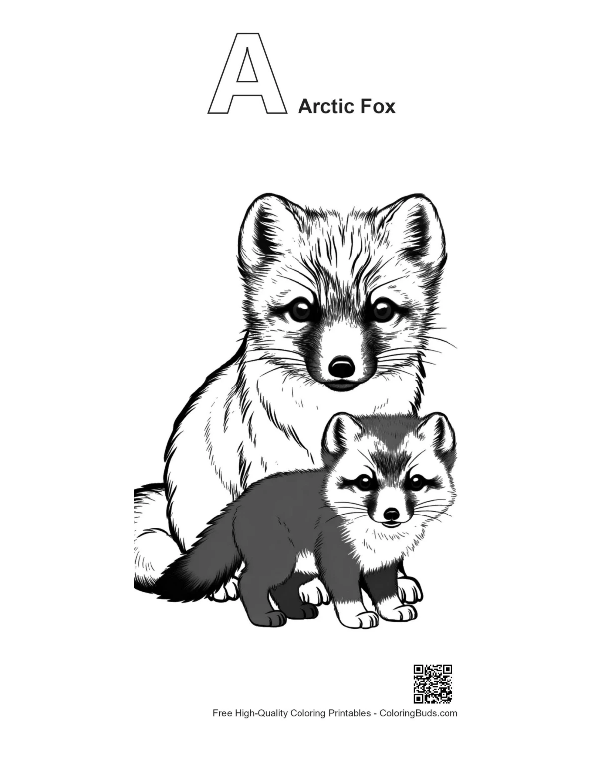 Arctic fox outline with alphabet A for coloring