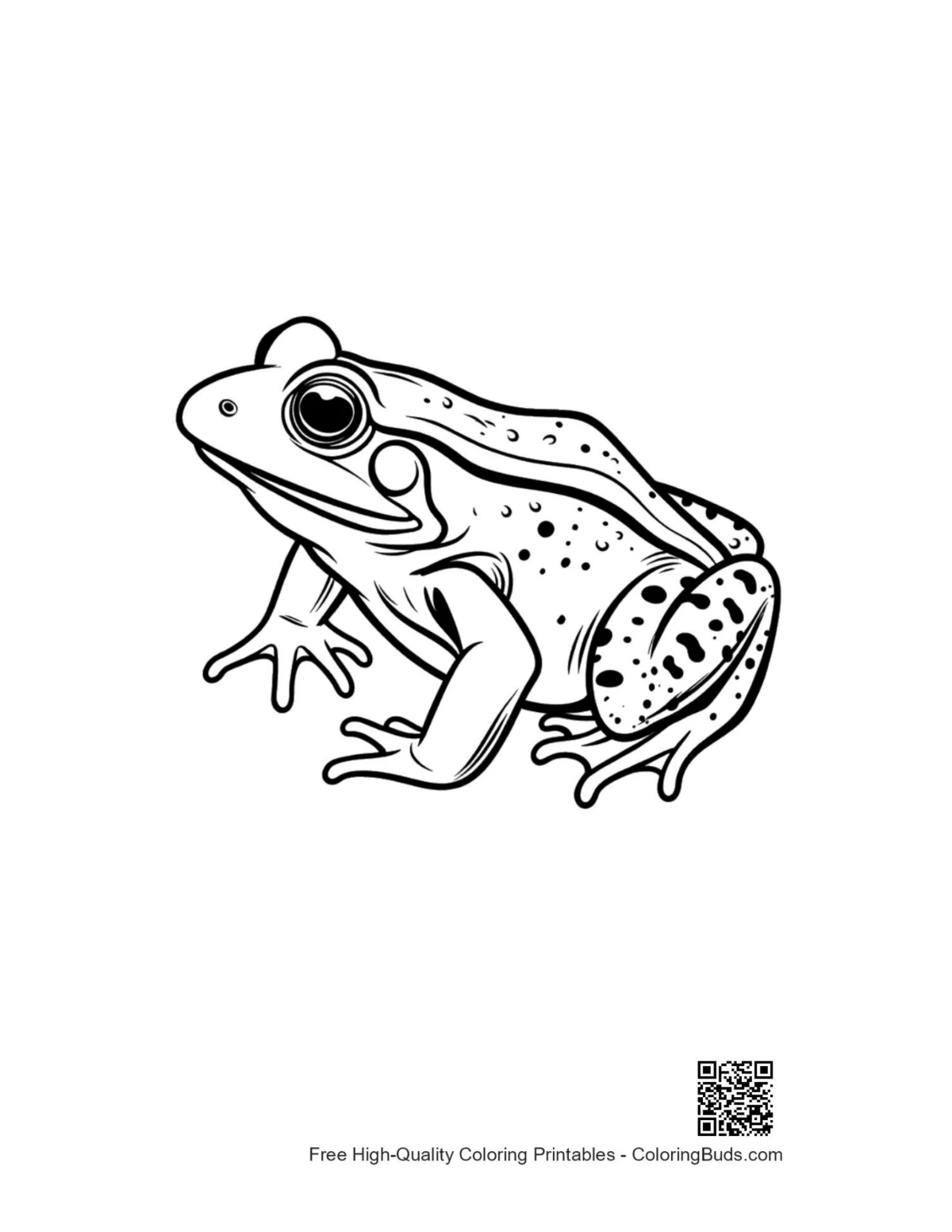 Detailed bullfrog illustration print