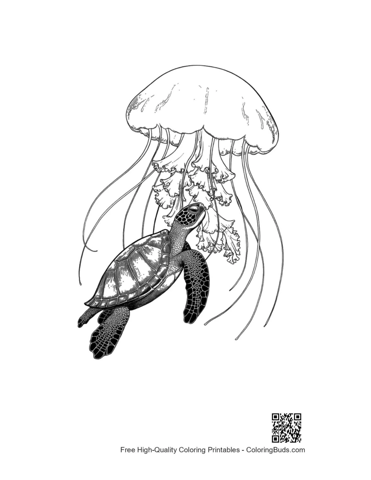 Sea turtle nibbling moon jellyfish coloring page