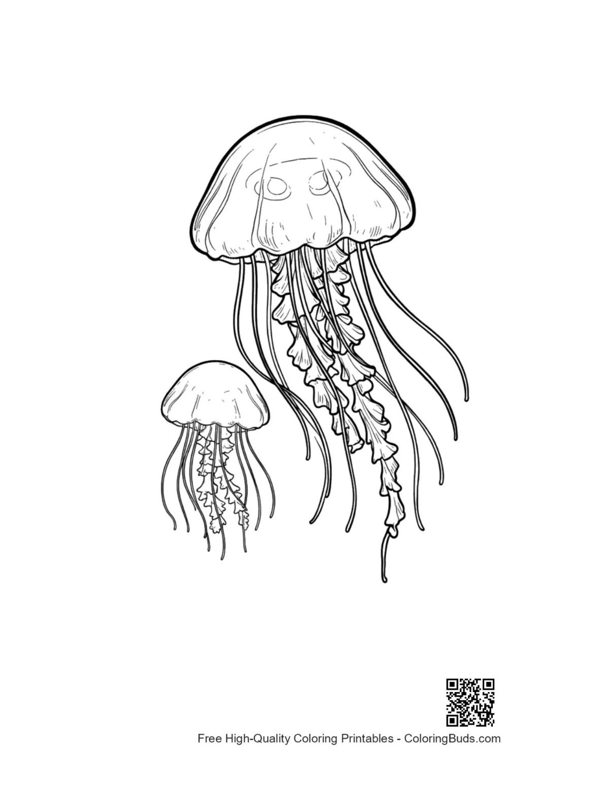 Two graceful Moon Jellyfish drifting printable