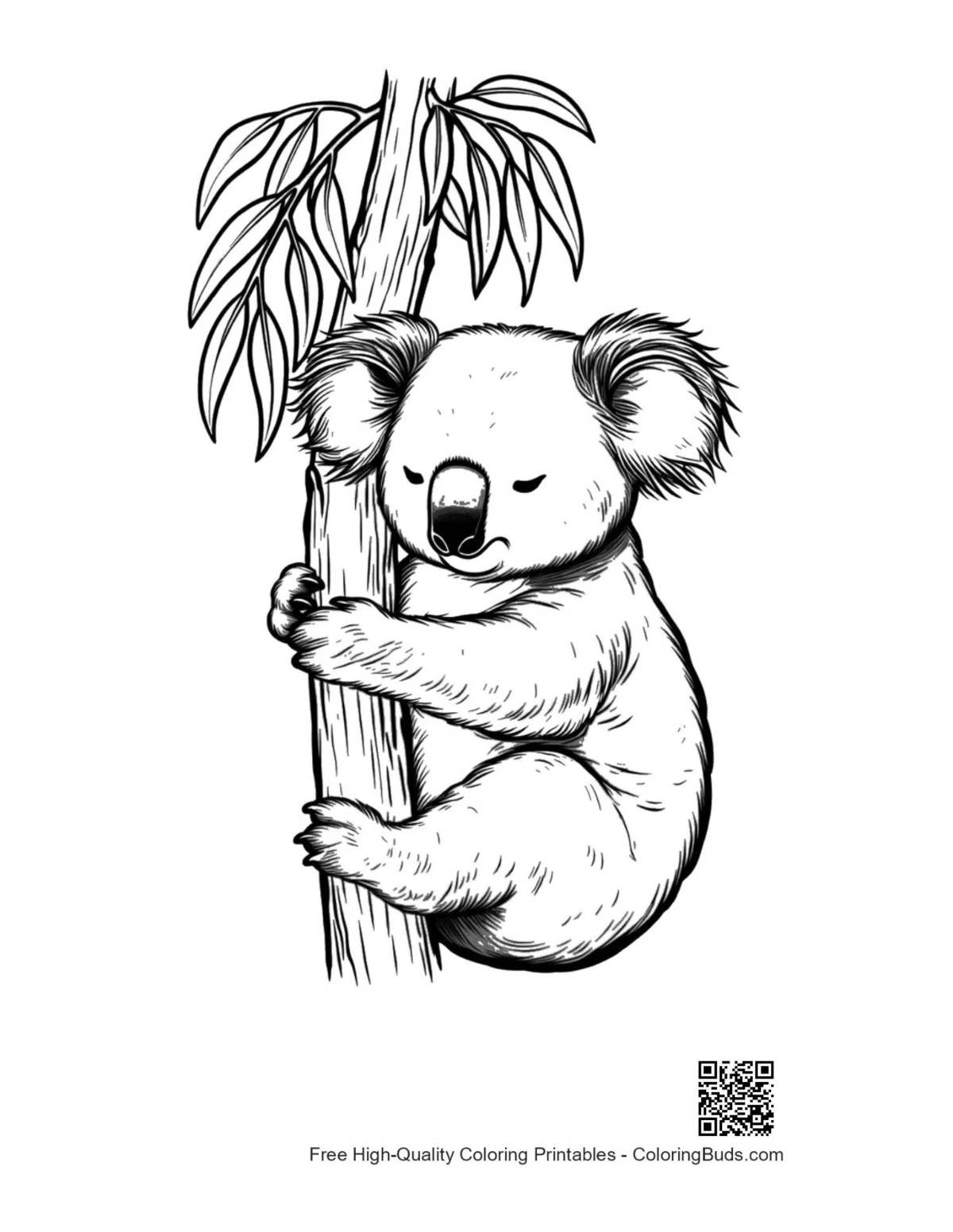 Cute koala clinging to eucalyptus tree outline