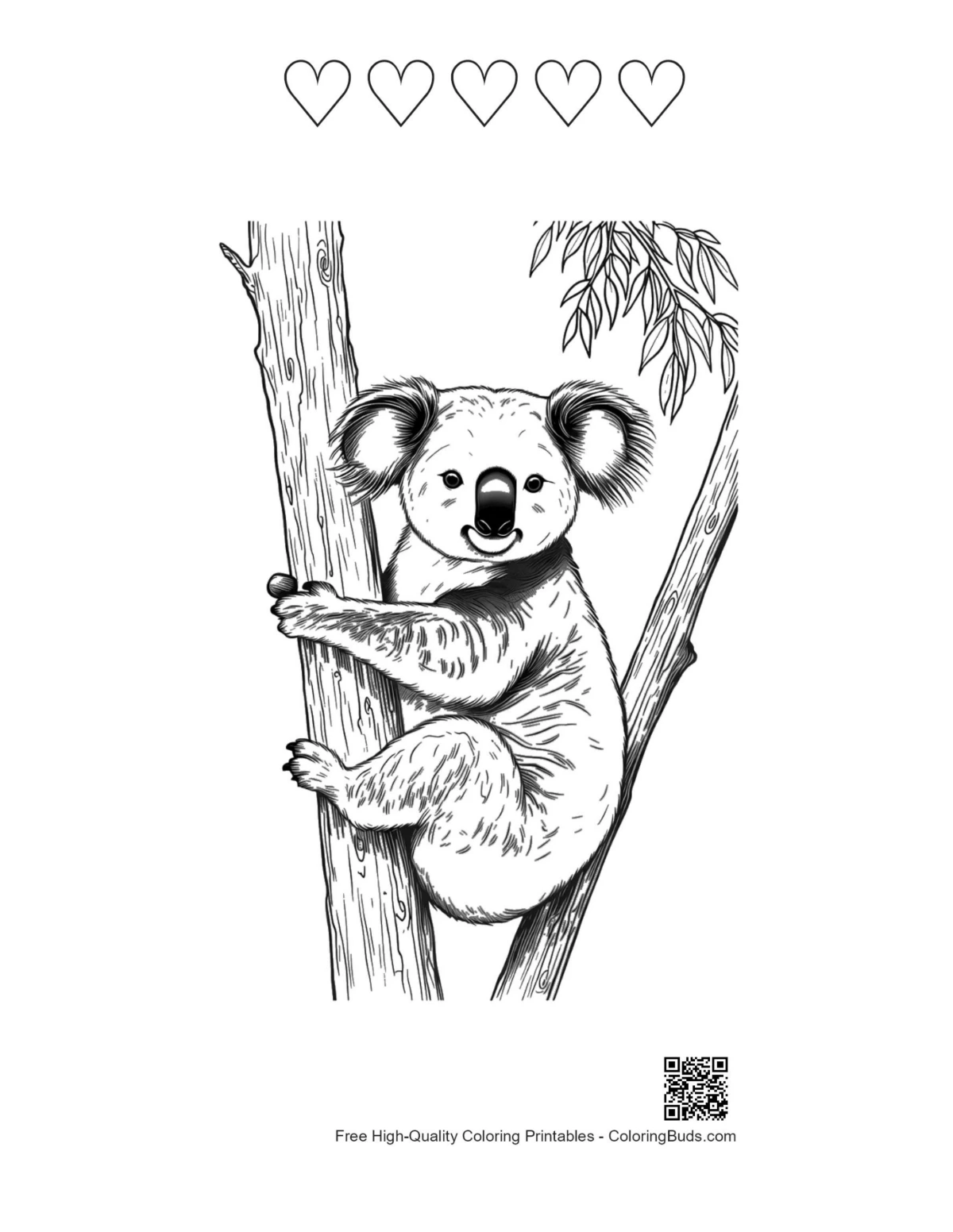 Koala eukalyptuksella, jossa on sydämen ääriviivat