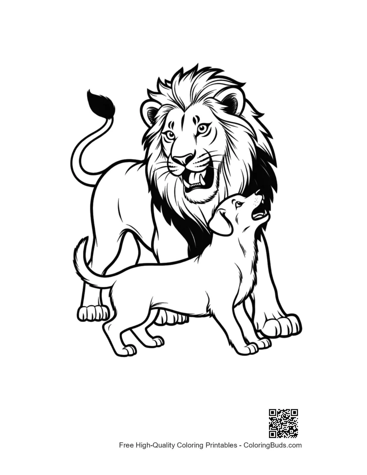 Mighty male lion roaring protectively with pup