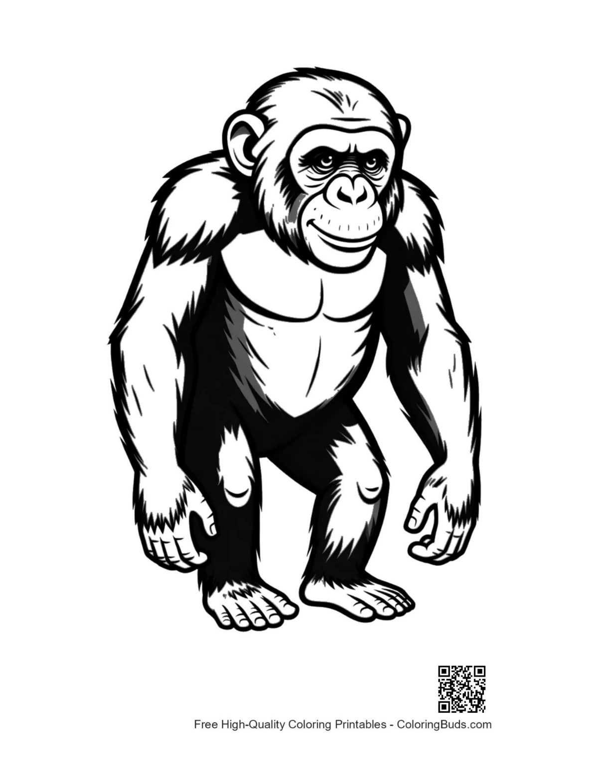 Muscular chimpanzee standing boldly outline