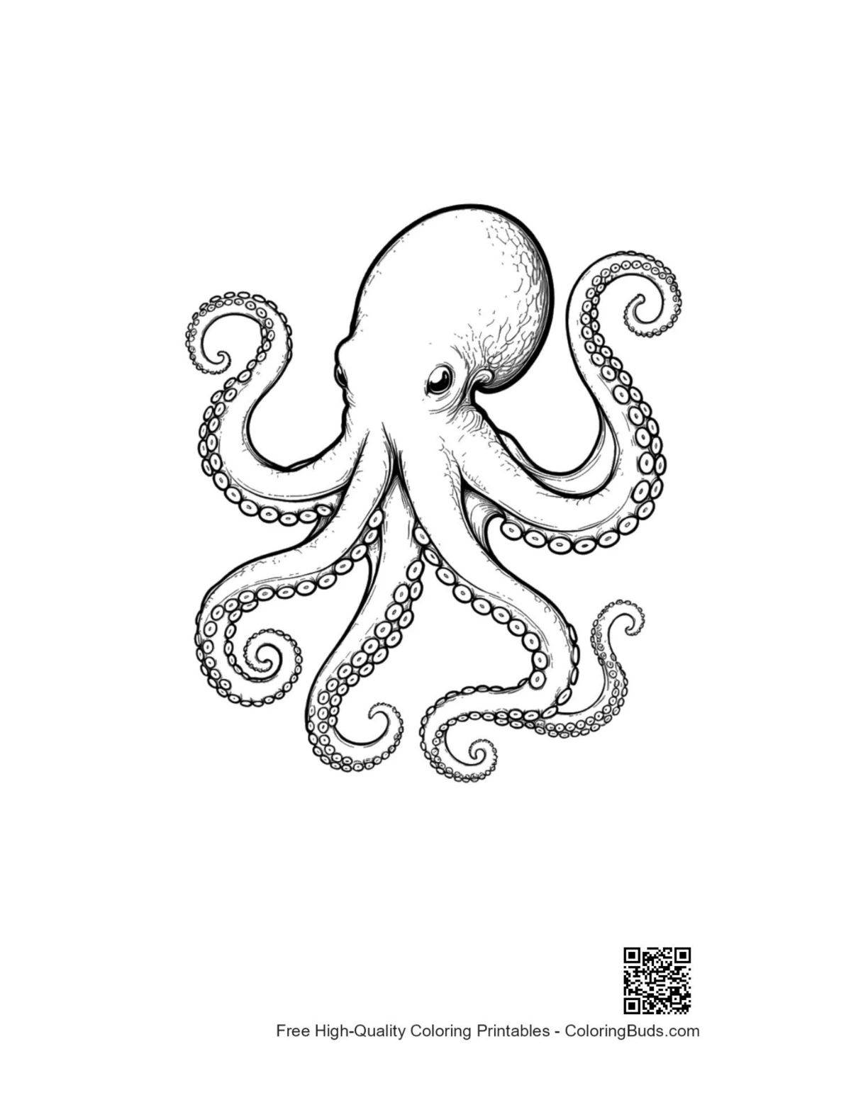 Detailed giant octopus ink drawing outline