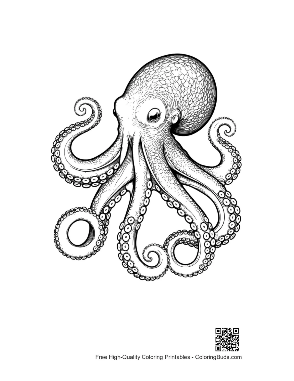 Detailed giant octopus ink drawing