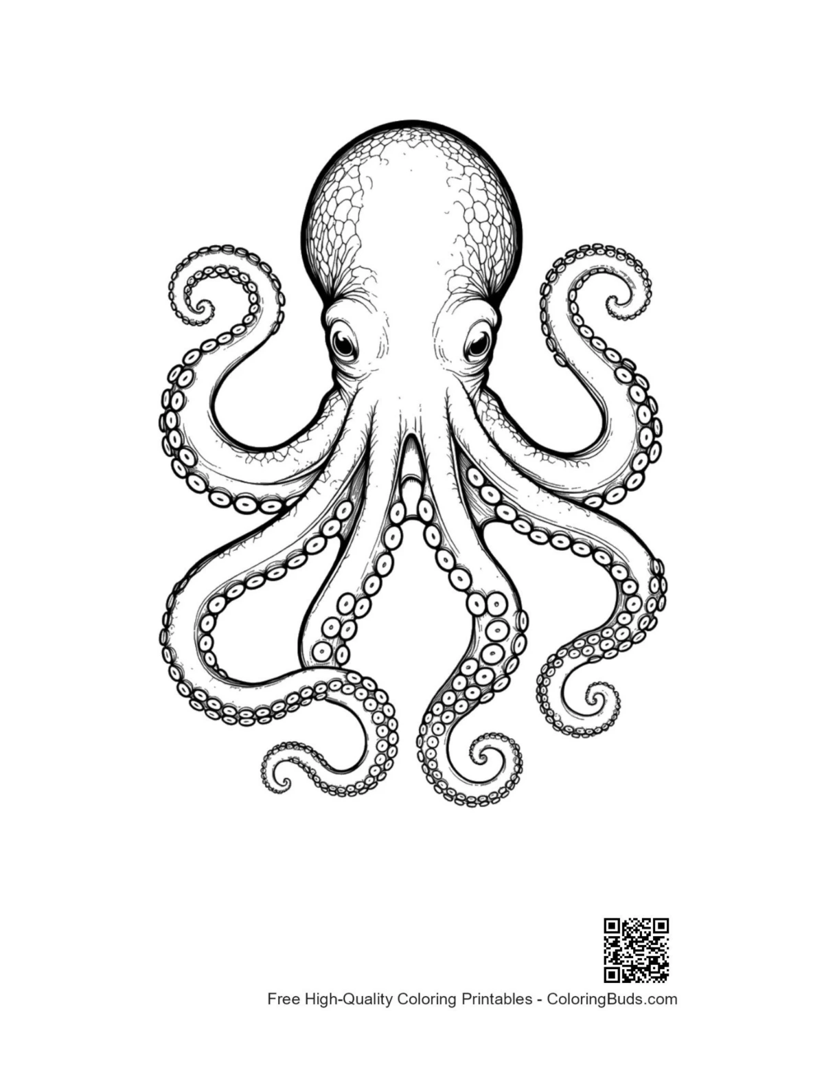 Detailed gigantic octopus ink drawing outline