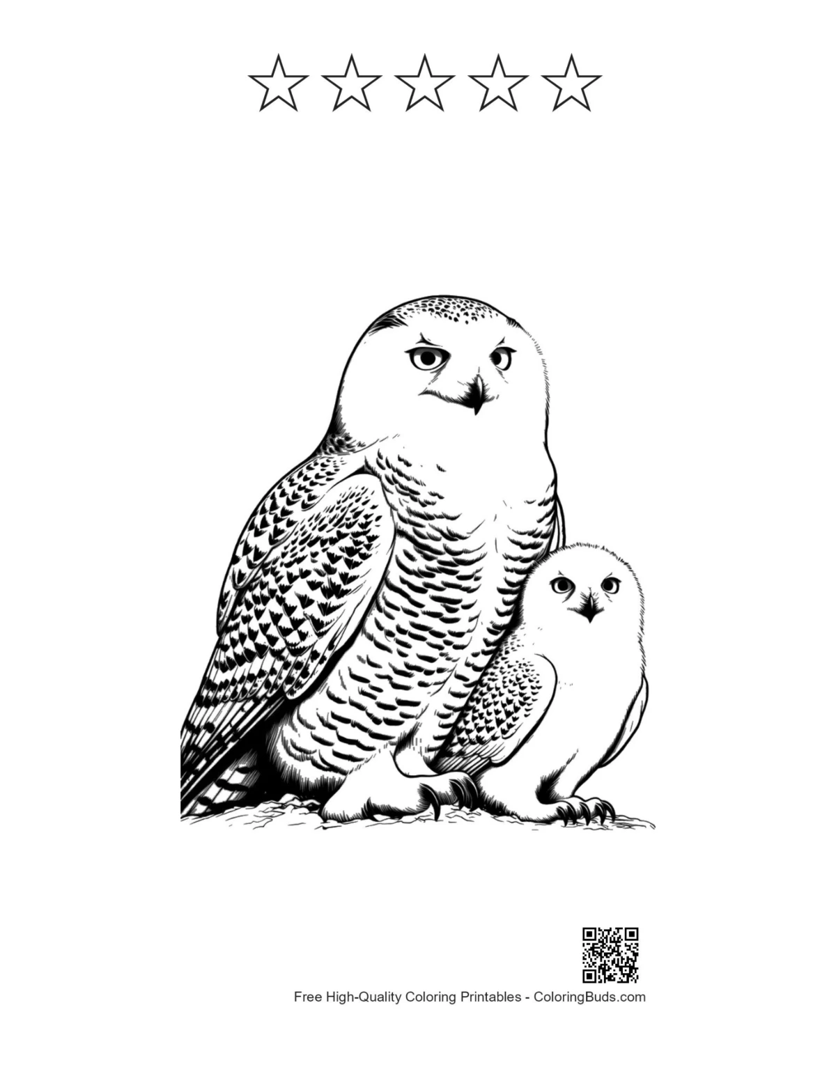 Snowy owl printable with 5 star outlines