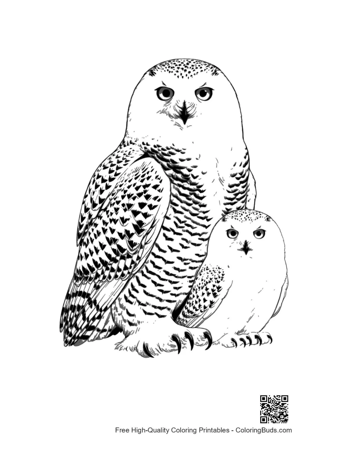 Snowy owl parent nurturing adorable owlet