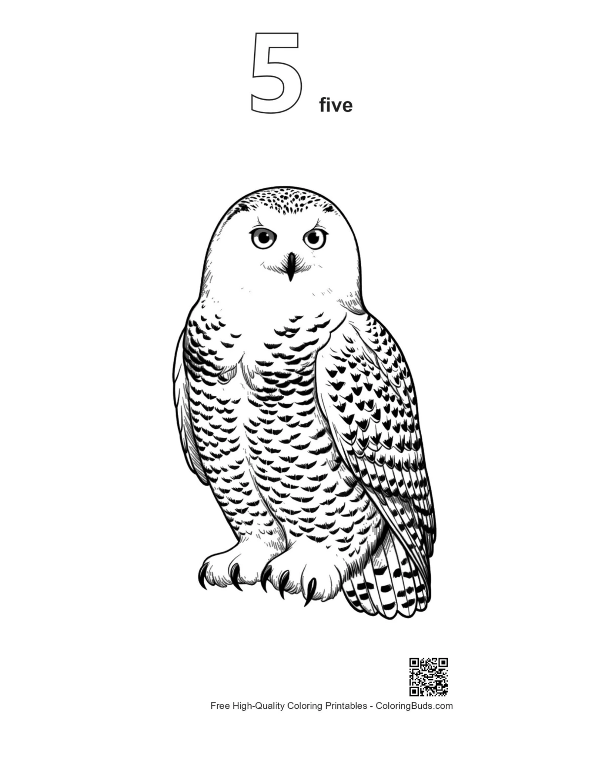 Snowy owl outline printable marked with number 5