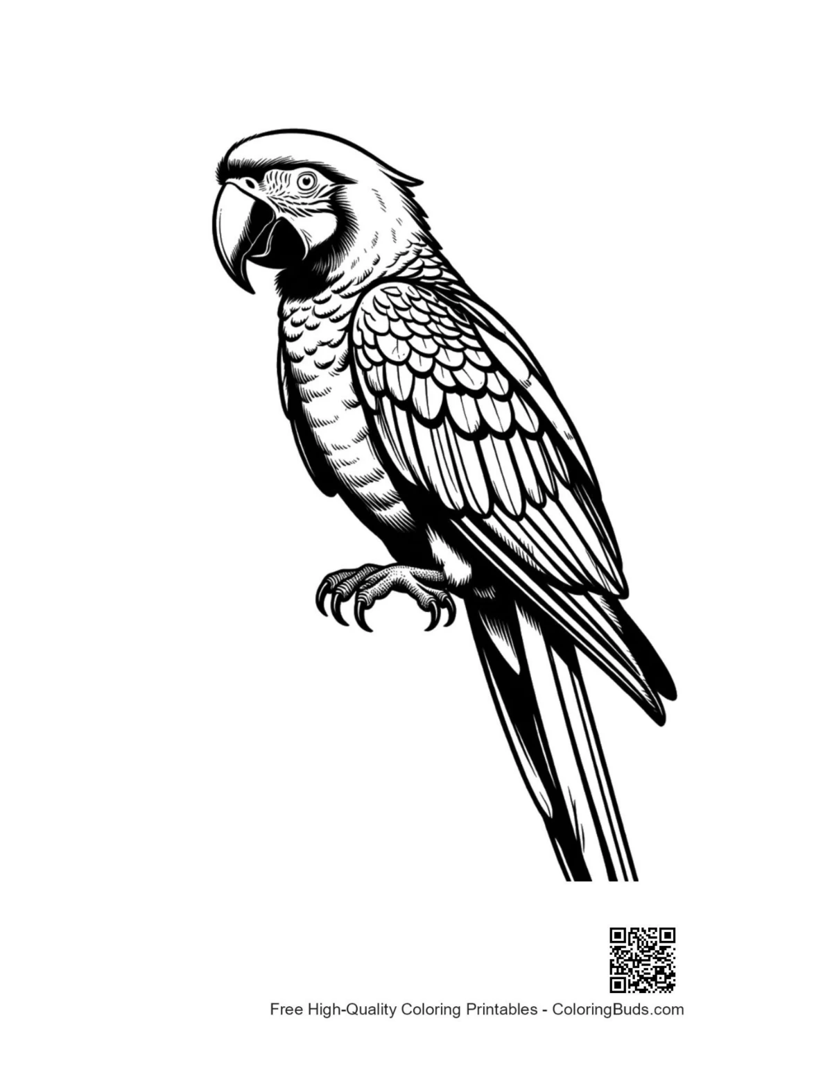Line art outline of majestic Hyacinth Macaw