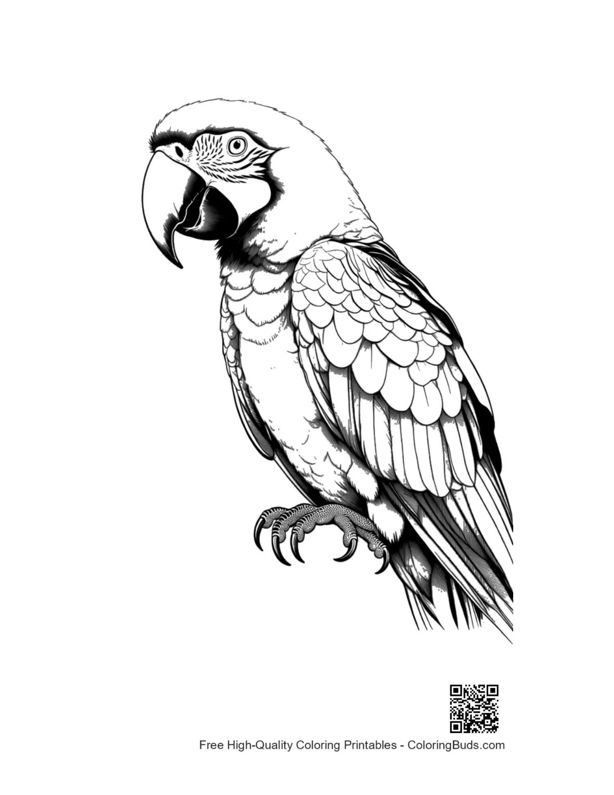 Majestic macaw parrot line art outline