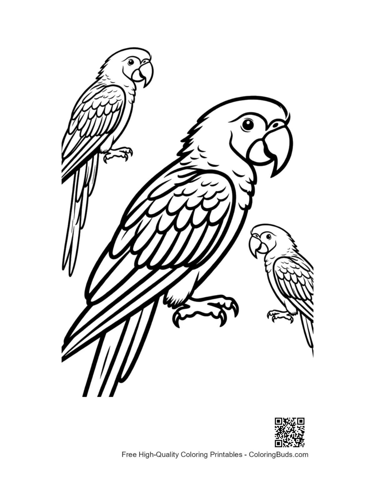 Outline of three cute macaw parrots coloring page
