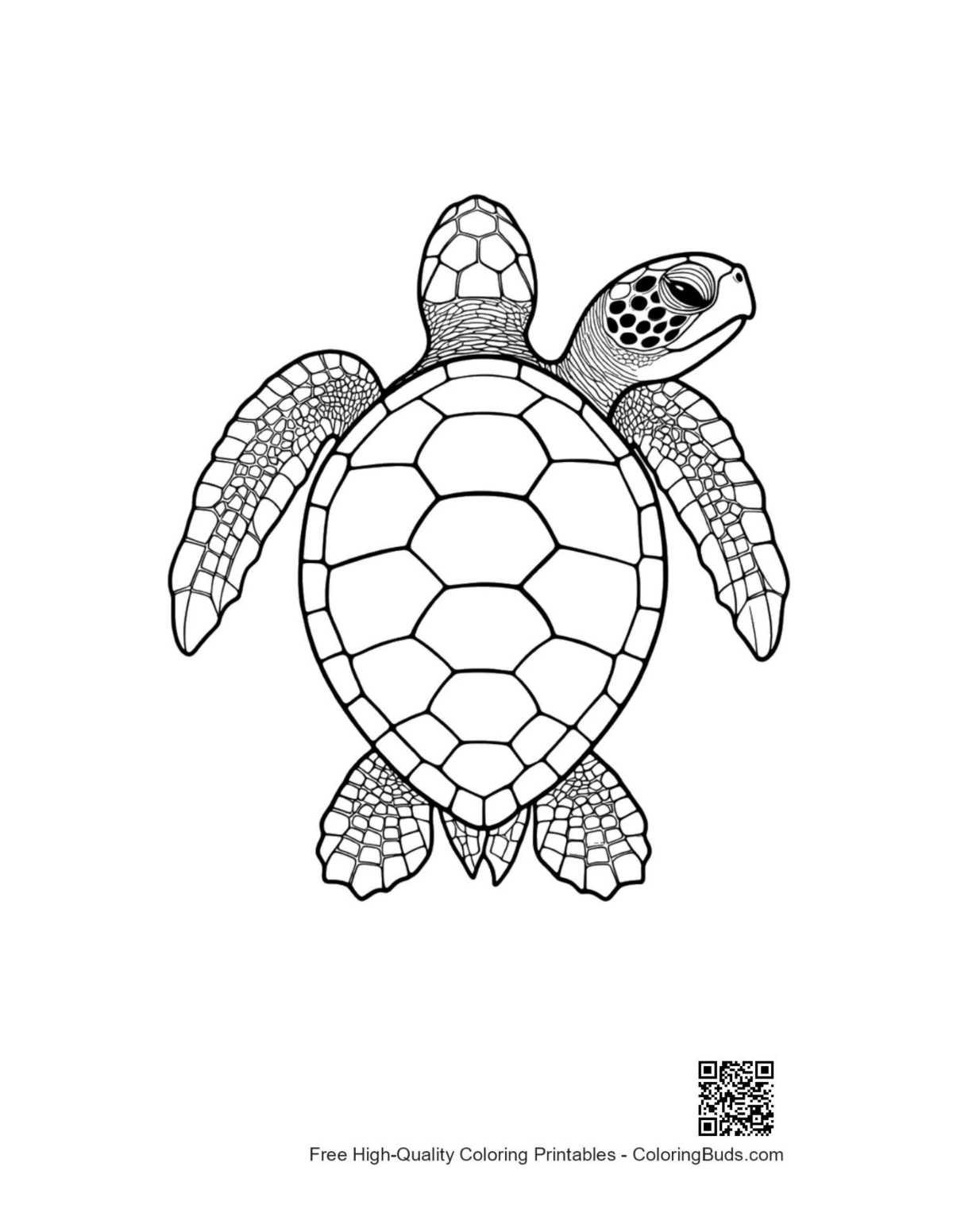 Cute baby sea turtle line art illustration