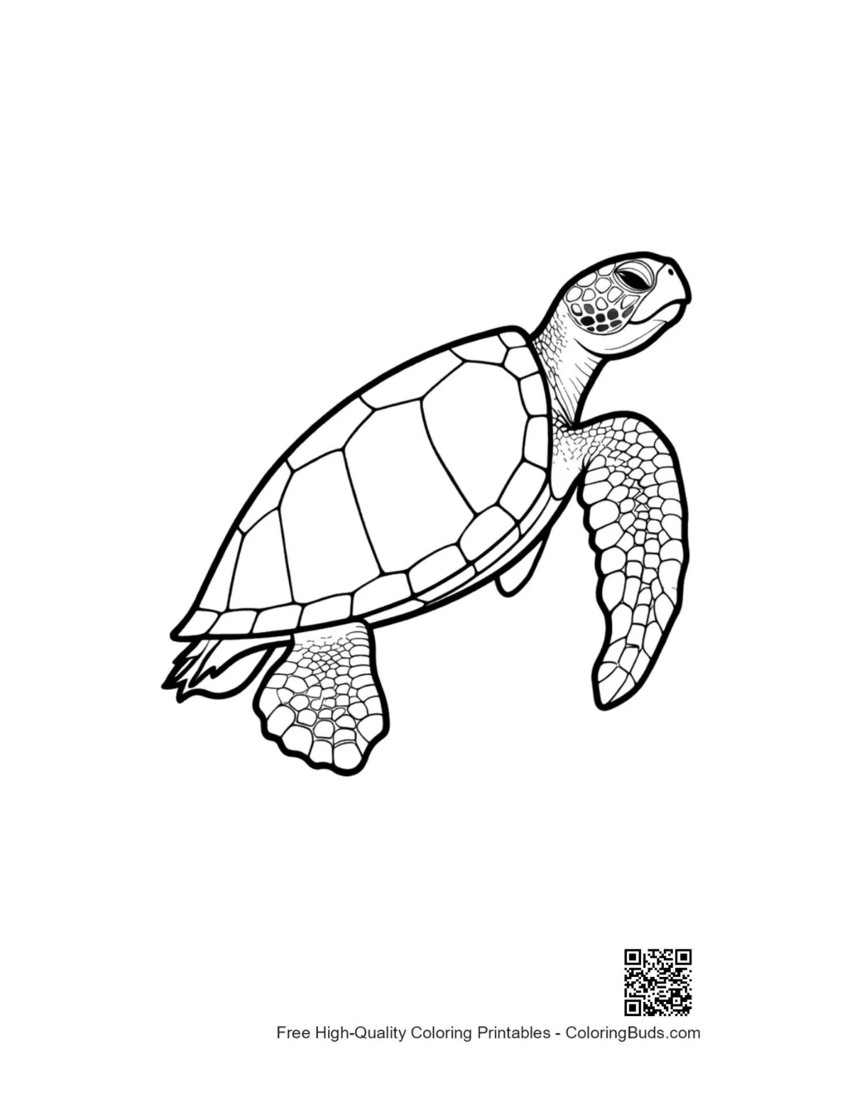 Cute baby sea turtle line art for printable coloring