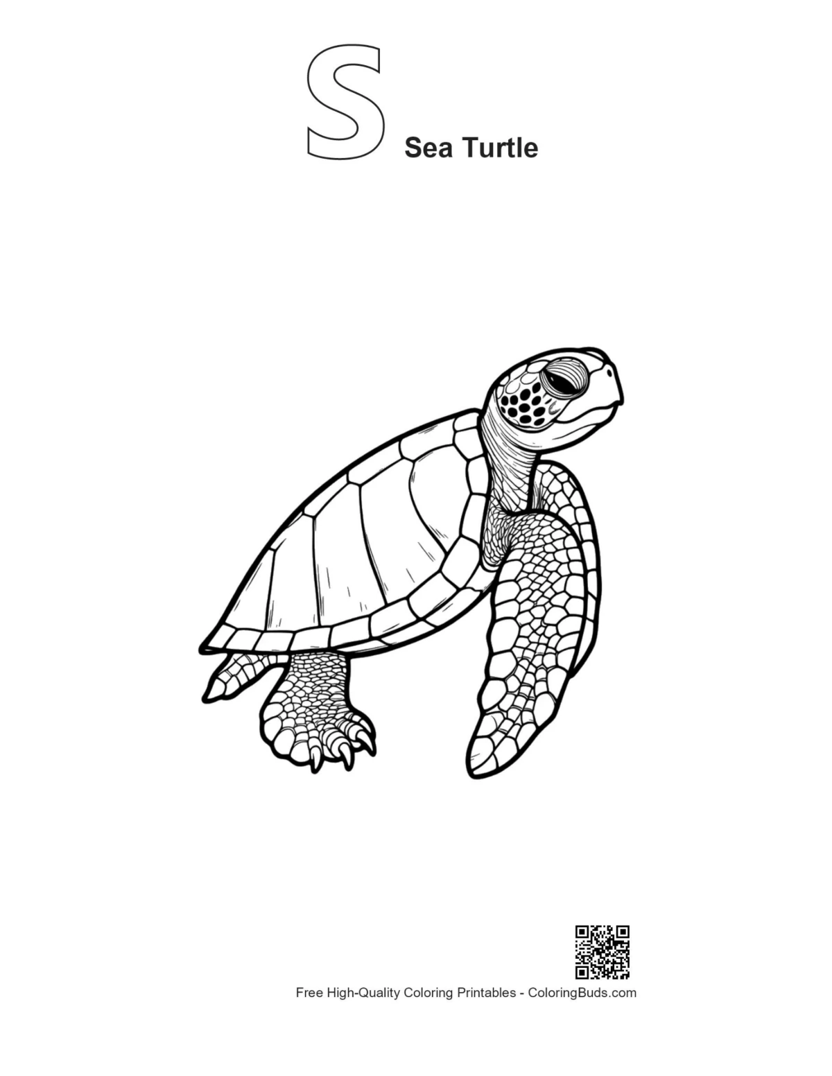 Sea turtle line art with S alphabet outline