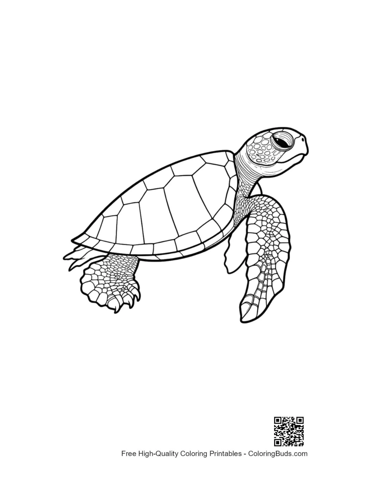 Cute hatchling sea turtle line art