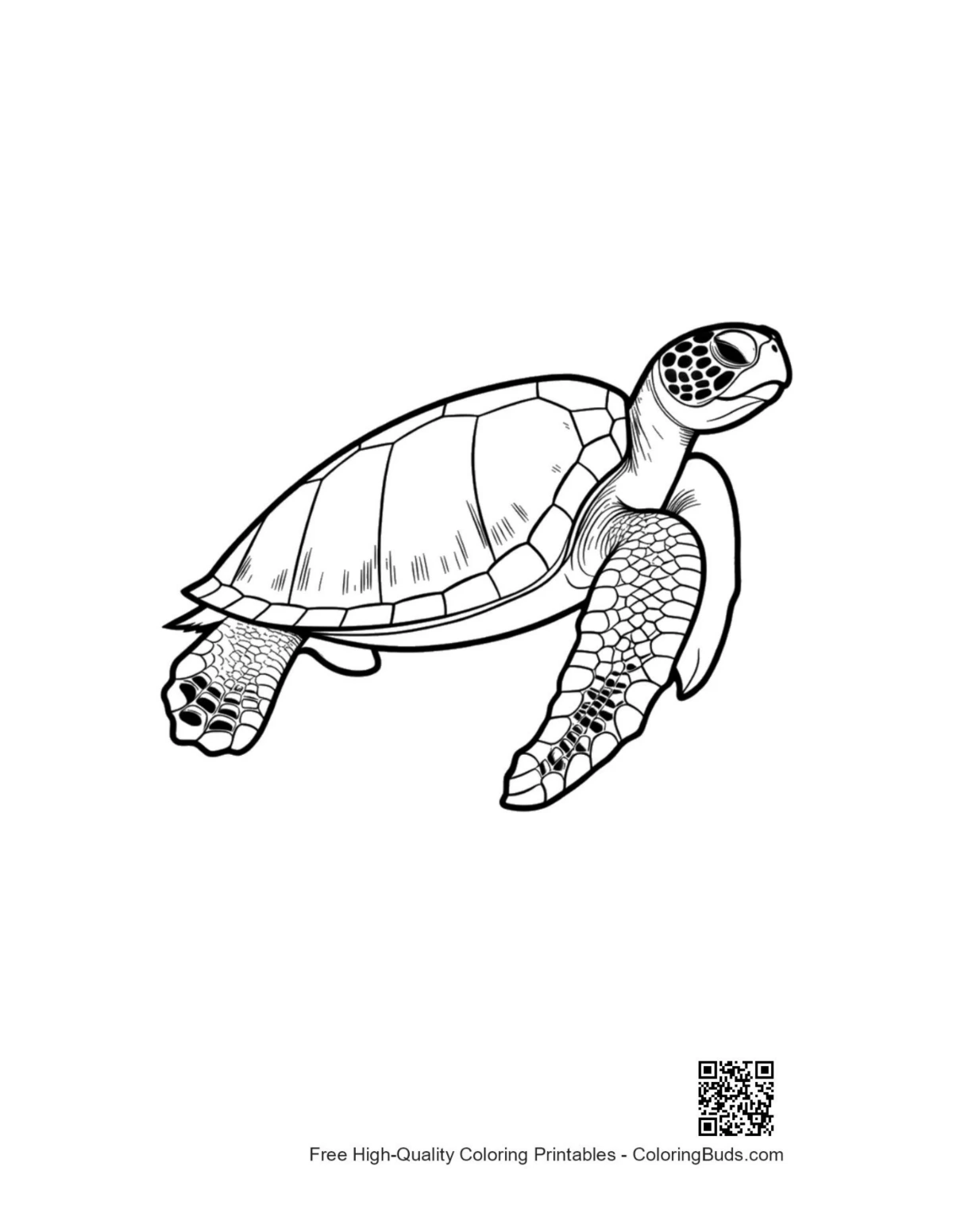 ภาพวาดเส้นละเอียดของโครงร่างเต่าทะเลสีเขียว