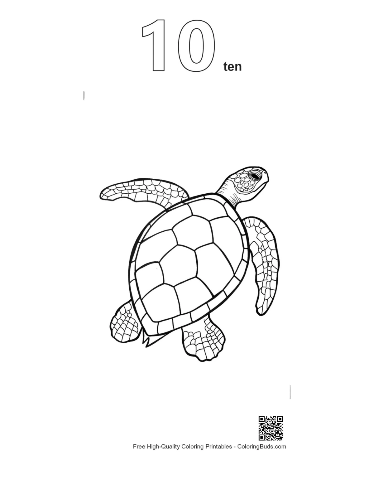 ภาพวาดเส้นเต่าทะเลสีเขียวพร้อมเส้นร่างหมายเลข 10