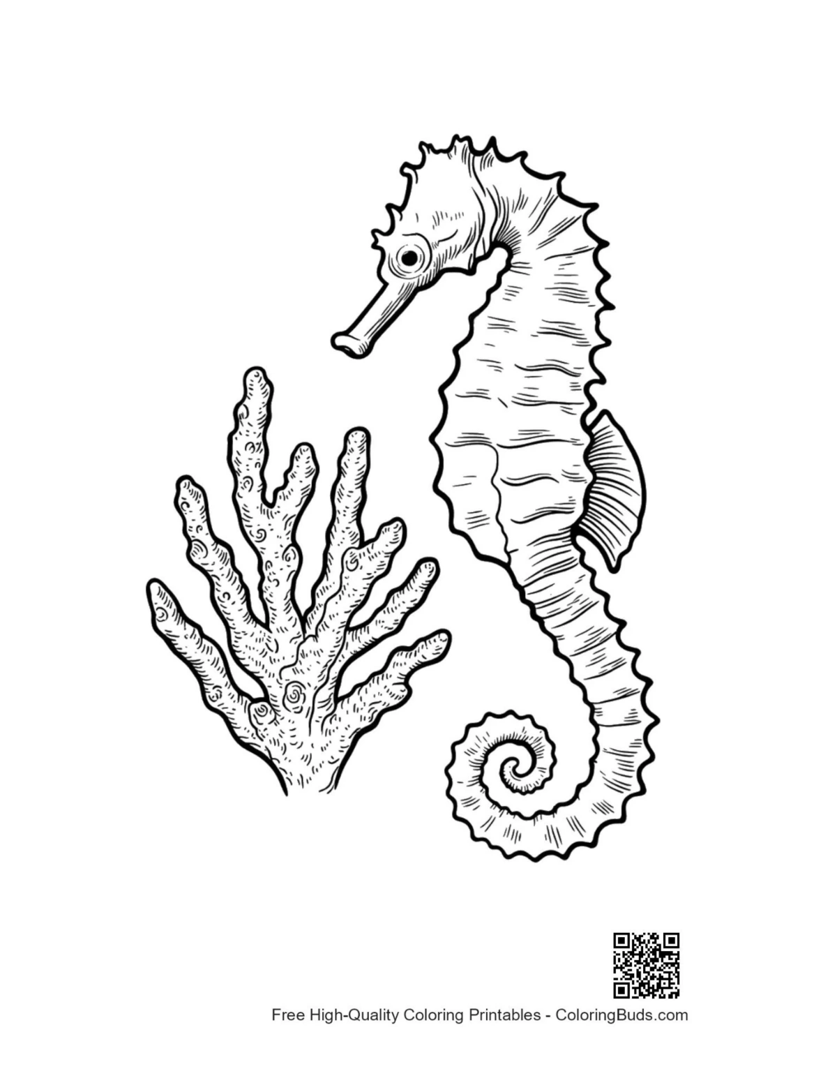 Seahorse in Coral coloring page