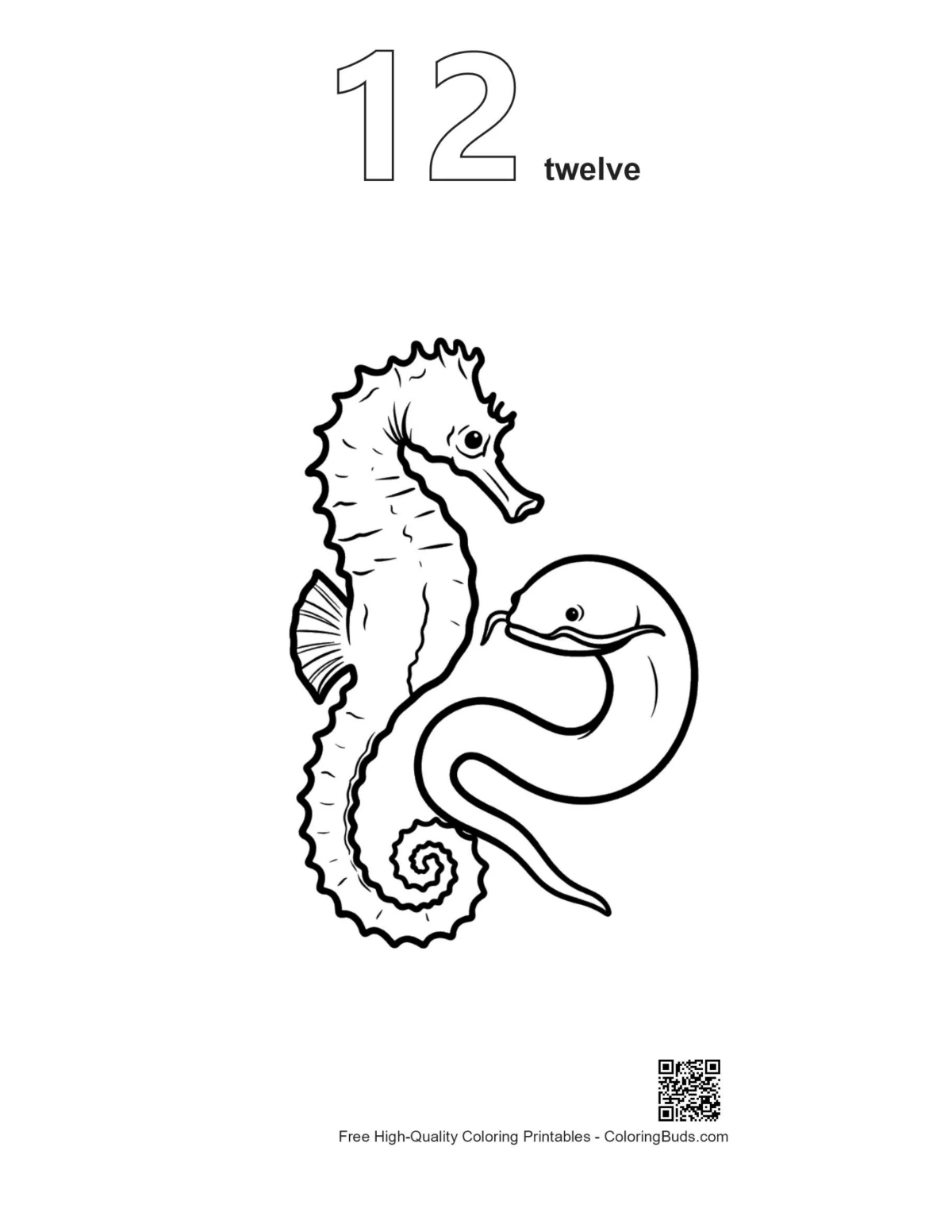 Seahorse coloring page outline #12