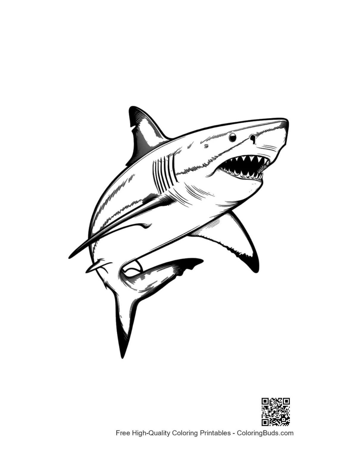Fierce great white shark lunging forward outline