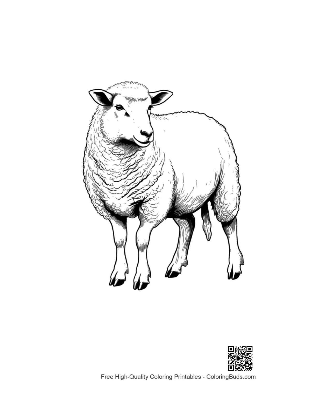 Fluffy woolly sheep coloring page illustration