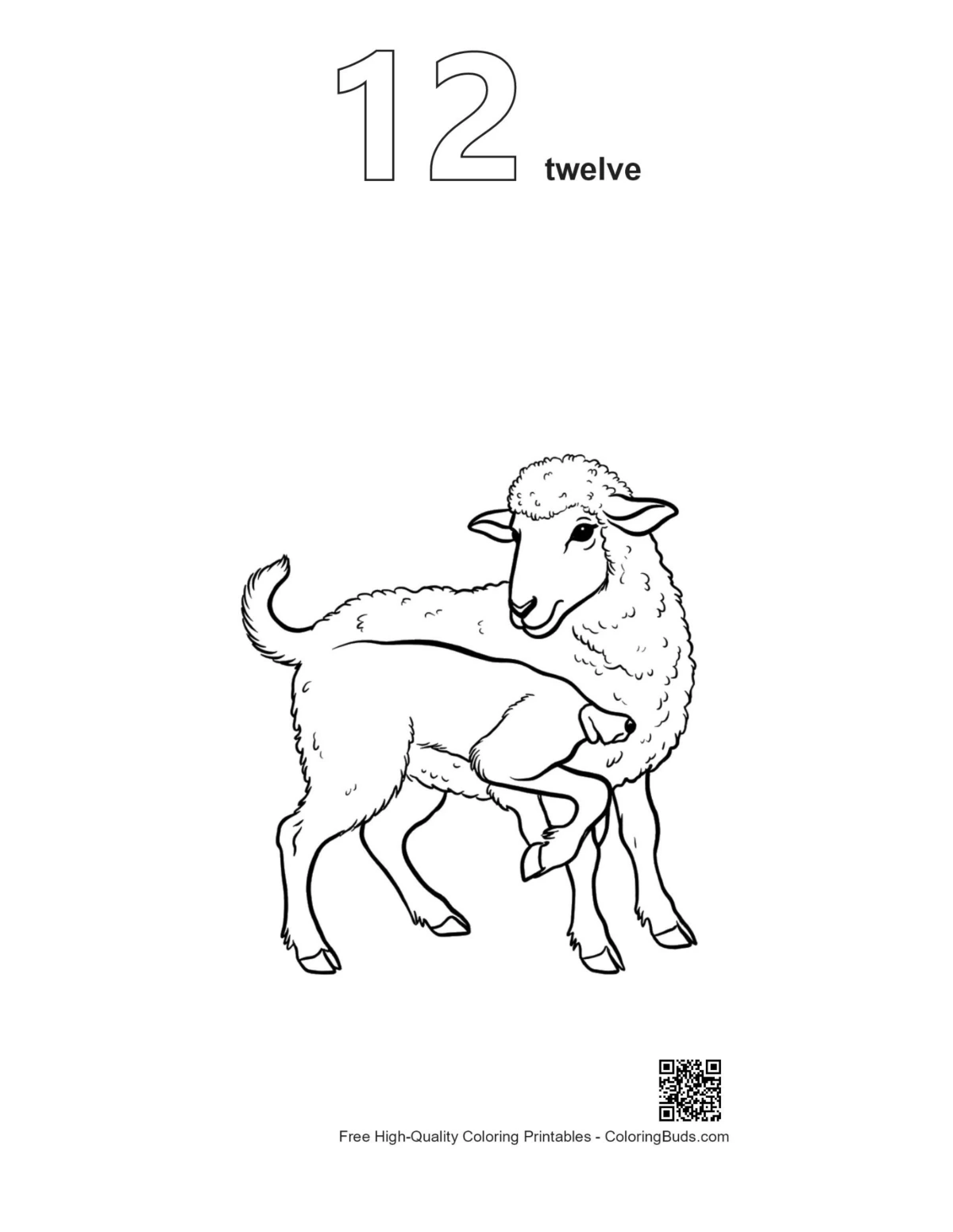 Woolly sheep outline with number 12