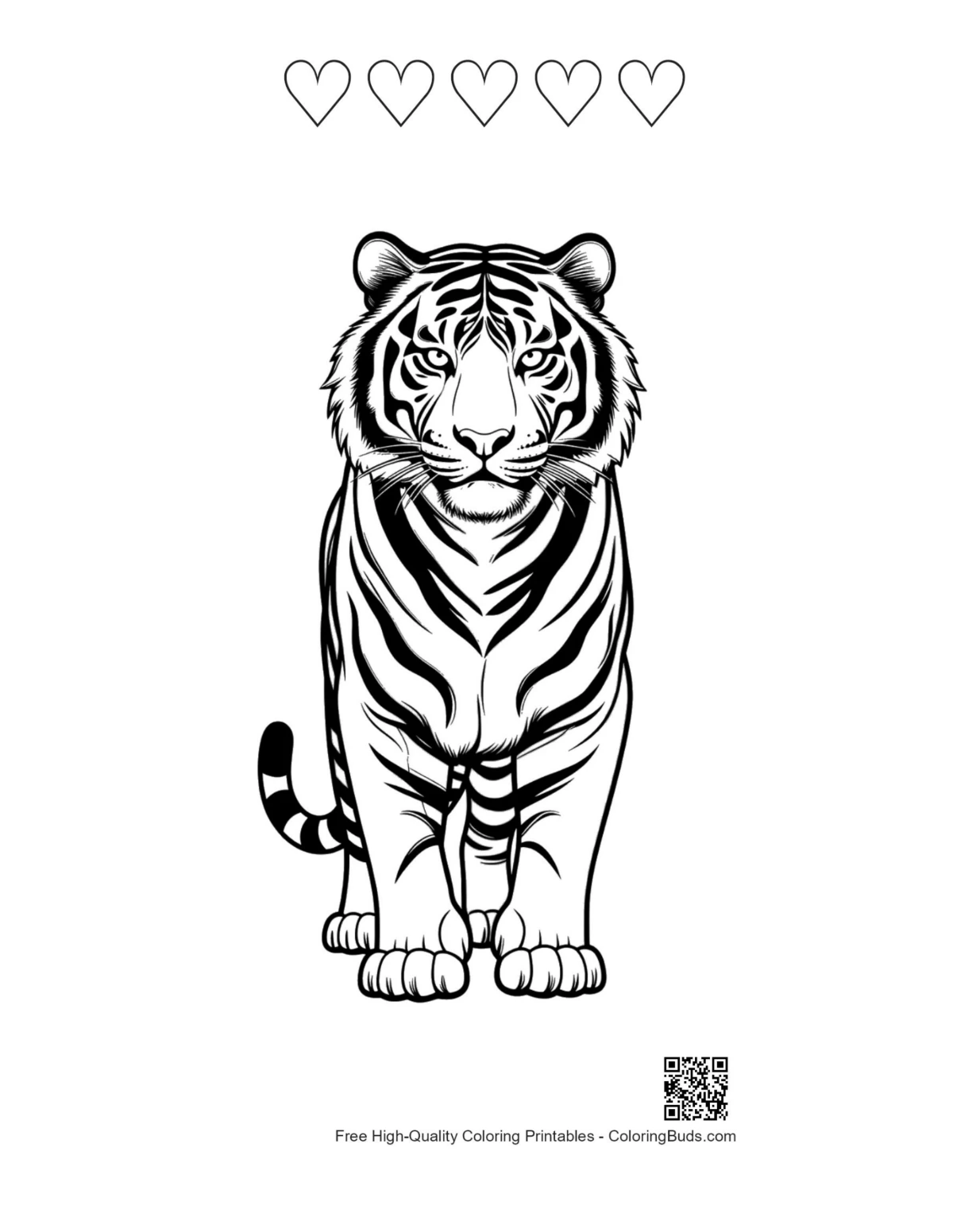 Fierce Bengal tiger with 5 heart outlines