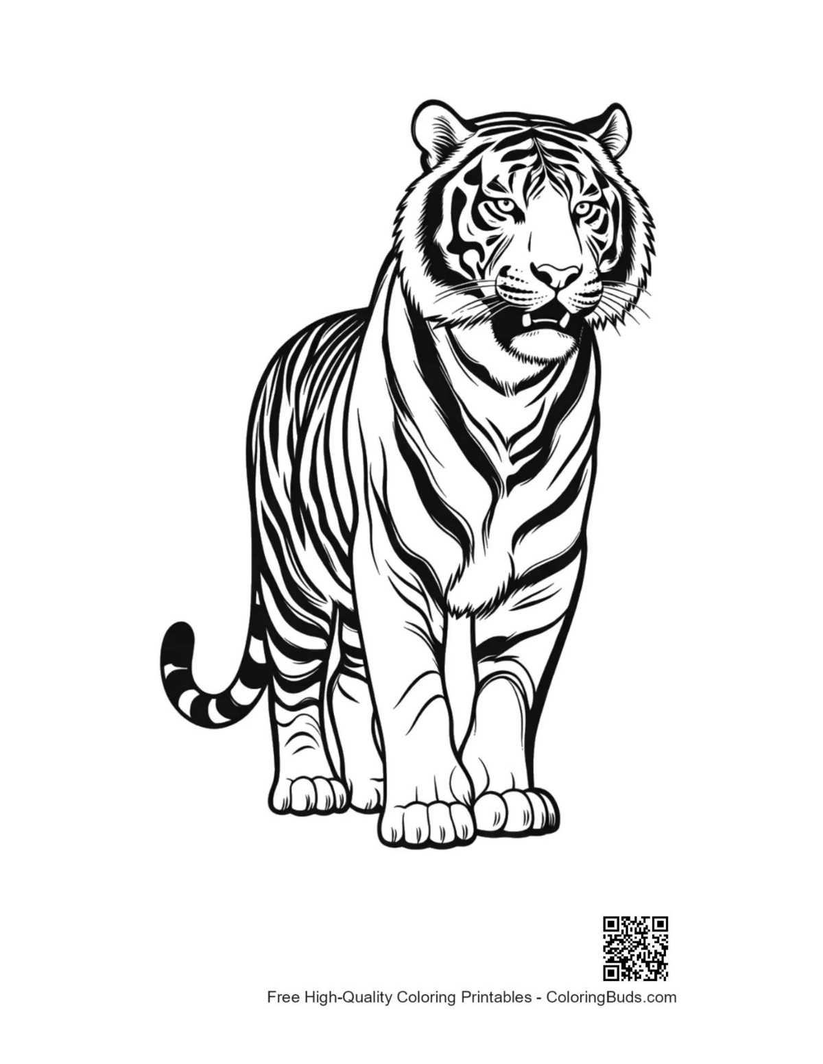 Fierce roaring Bengal tiger outline for coloring