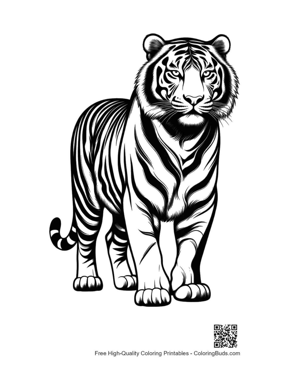 Majestic white tiger standing boldly