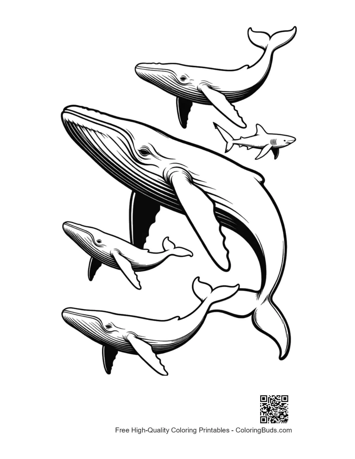 Playful blue whales shark line art printable