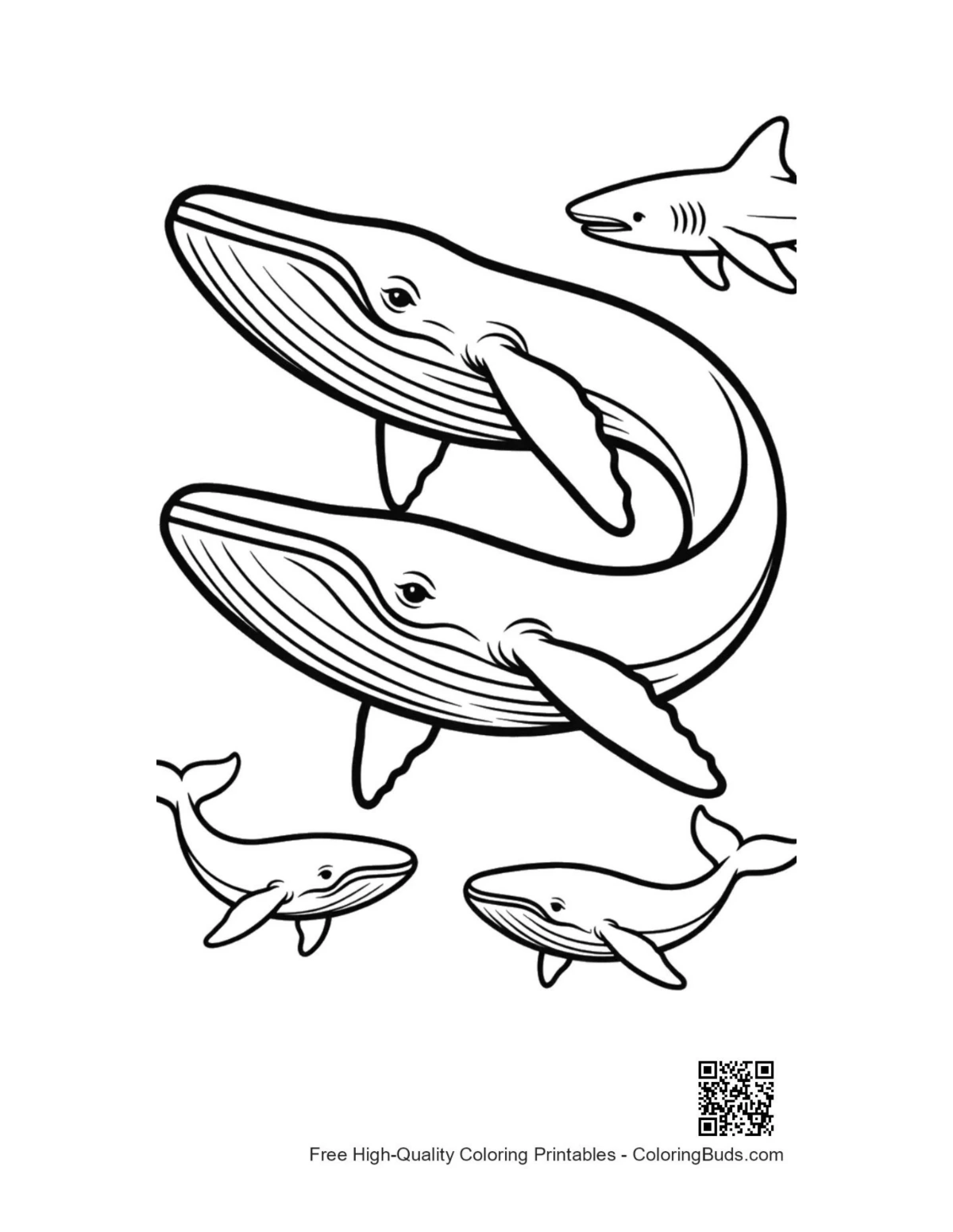 Playful blue whales shark outline art coloring page